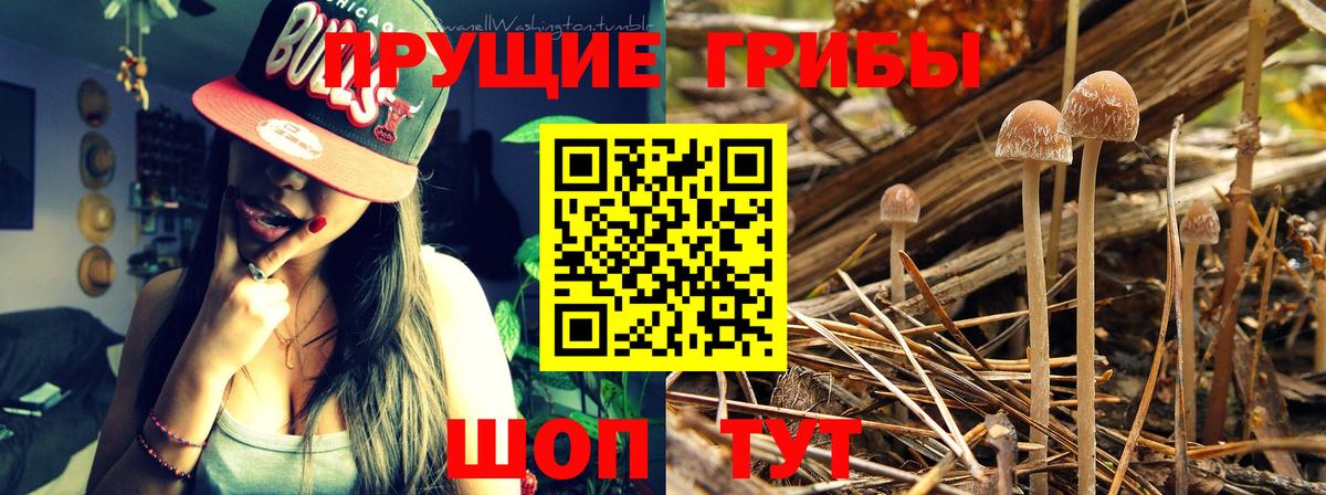 Гай  Галлюциногенные грибы MAGIC MUSHROOMS  Вход с VPN 