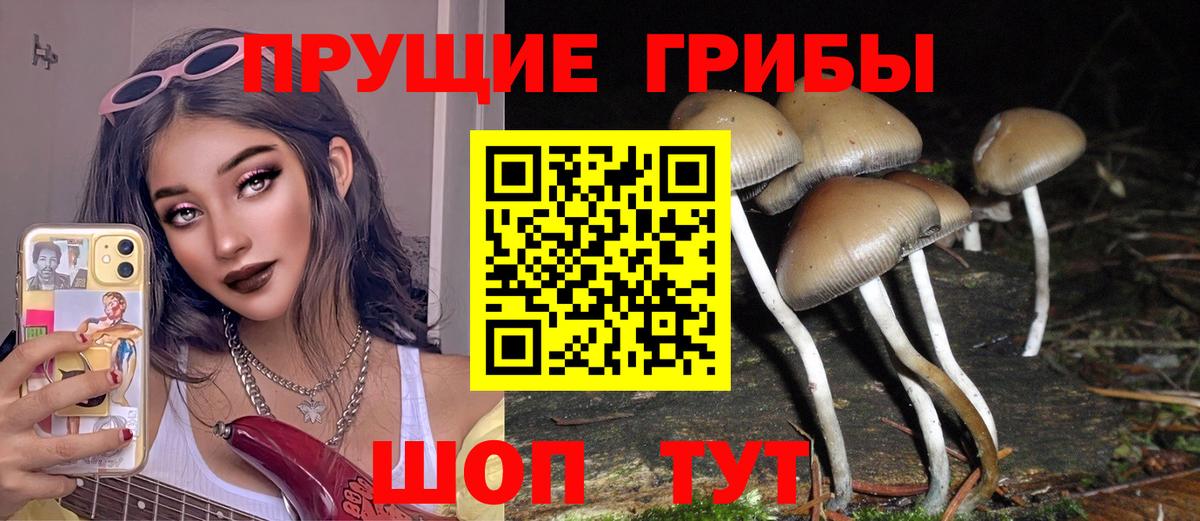 Псилоцибиновые грибы Psilocybe  Гай 