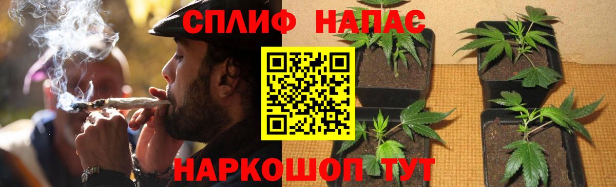 Шишки марихуана планчик  Канабис тримм  Гай  Вход с VPN 
